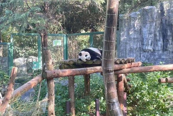 三星携手红山森林动物园奔赴有AI之旅 共建绿色宜居家园