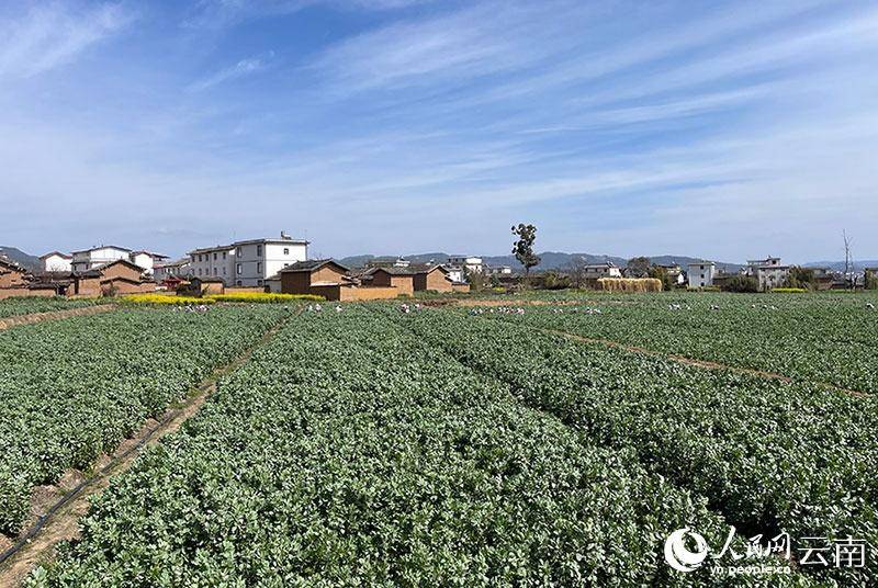 乡村振兴｜金豆飘香“好地方”——云南孟连打造精品咖啡产业见闻