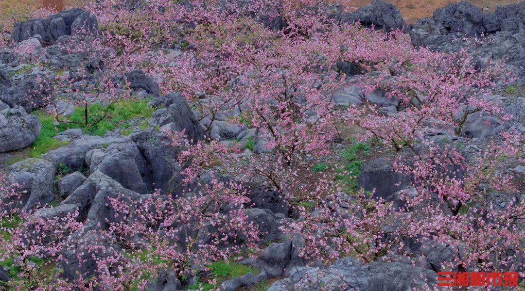 财经·观察丨“赏花经济”带动文旅市场春潮涌动