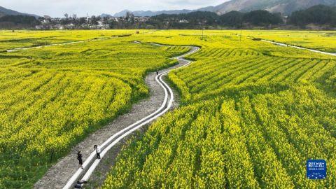 财经·观察丨“赏花经济”带动文旅市场春潮涌动